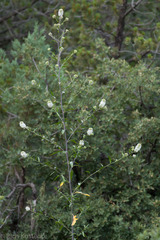 Thelypodium wrightii