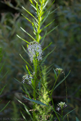 Thelypodium wrightii