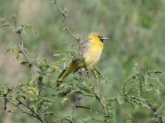 Icterus