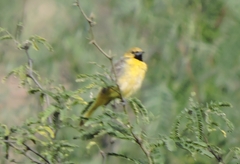 Icterus