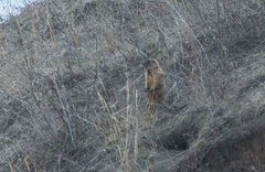 Marmota kastschenkoi