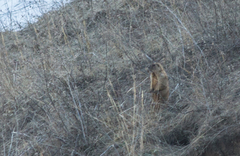 Marmota kastschenkoi
