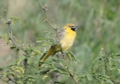 Icterus