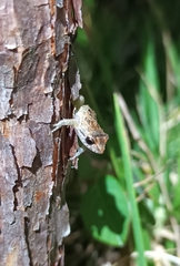 Pristimantis unistrigatus