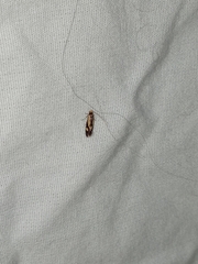 Isocorypha mediostriatella