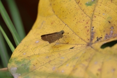 Borbo cinnara