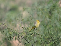 Icterus