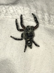 Hyllus