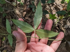 Tetrastigma formosanum