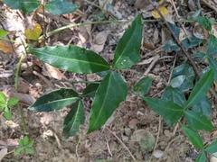 Tetrastigma formosanum