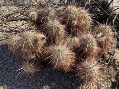 Echinocereus engelmannii engelmannii