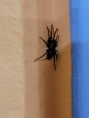 Herpyllus propinquus