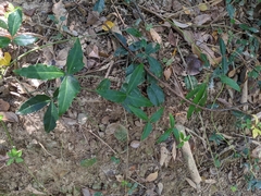 Tetrastigma formosanum