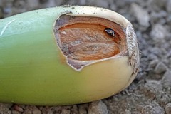 Hyperaspis quadrioculata