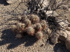 Echinocereus engelmannii engelmannii