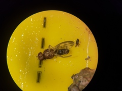 Opomyzidae