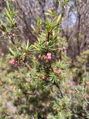 Brachyloma ericoides