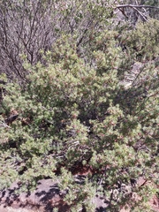 Brachyloma ericoides