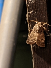 Protorthodes