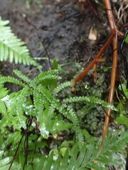 Gleichenia microphylla