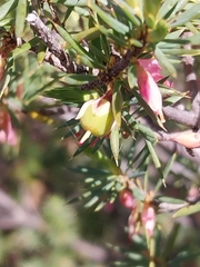 Brachyloma ericoides