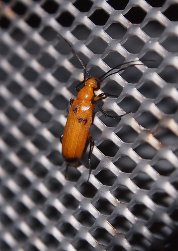 Zonitis cothurnataN · iNaturalist Australia