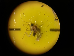 Elaphropeza ephippiata