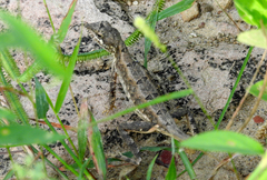 Sitana