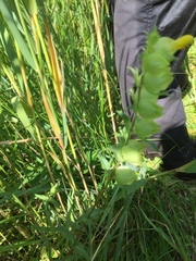 Rhinanthus serotinus