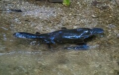 Ornithorhynchus anatinus