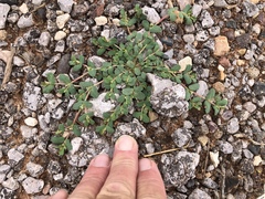 Euphorbia serrula