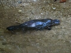 Ornithorhynchus anatinus