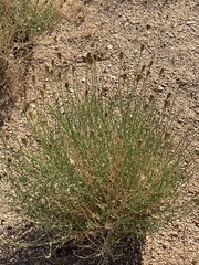 Adenophyllum cooperi