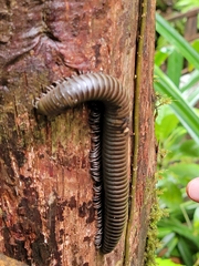 Diplopoda