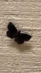 Staphylus hayhurstii