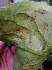 Phytomyza syngenesiae