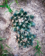 Mammillaria uncinata