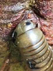 Diplopoda