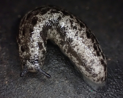 Megapallifera mutabilis