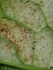 Phytomyza syngenesiae