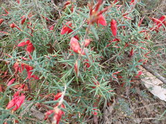 Stenanthera conostephioides