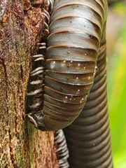 Diplopoda