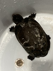 Kinosternon scorpioides