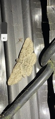 Ectropis crepuscularia