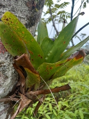 Tillandsioideae