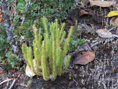 Lycopodiaceae