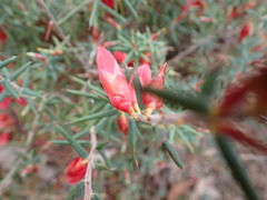 Stenanthera conostephioides