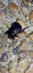 Phileurini