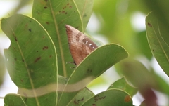 Arhopala centaurus