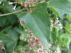 Mikania periplocifolia